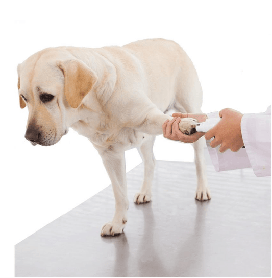 Pawperfect Pet Nail Care System: The Stress-Free Solution For Happy Paws