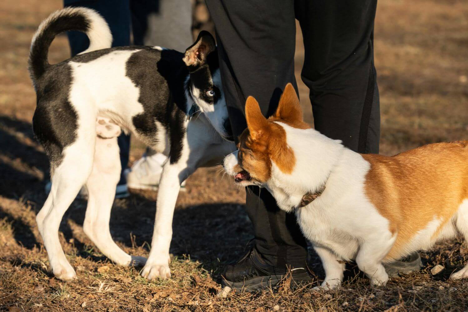 Nervous Dog Separation Anxiety Predisposition