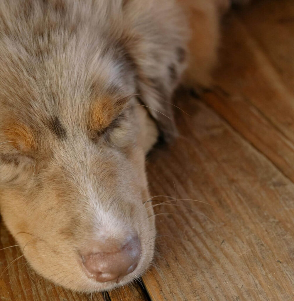 Australian Shepherd Peaceful Dogs