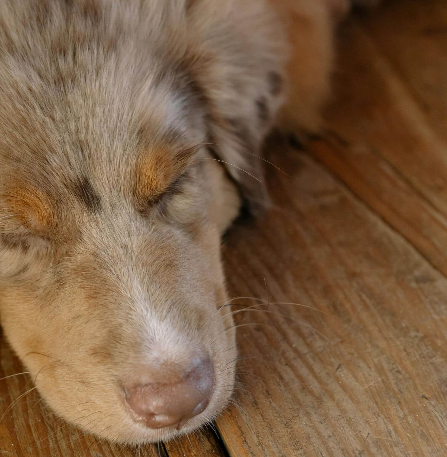 Australian Shepherd Separation Anxiety Training