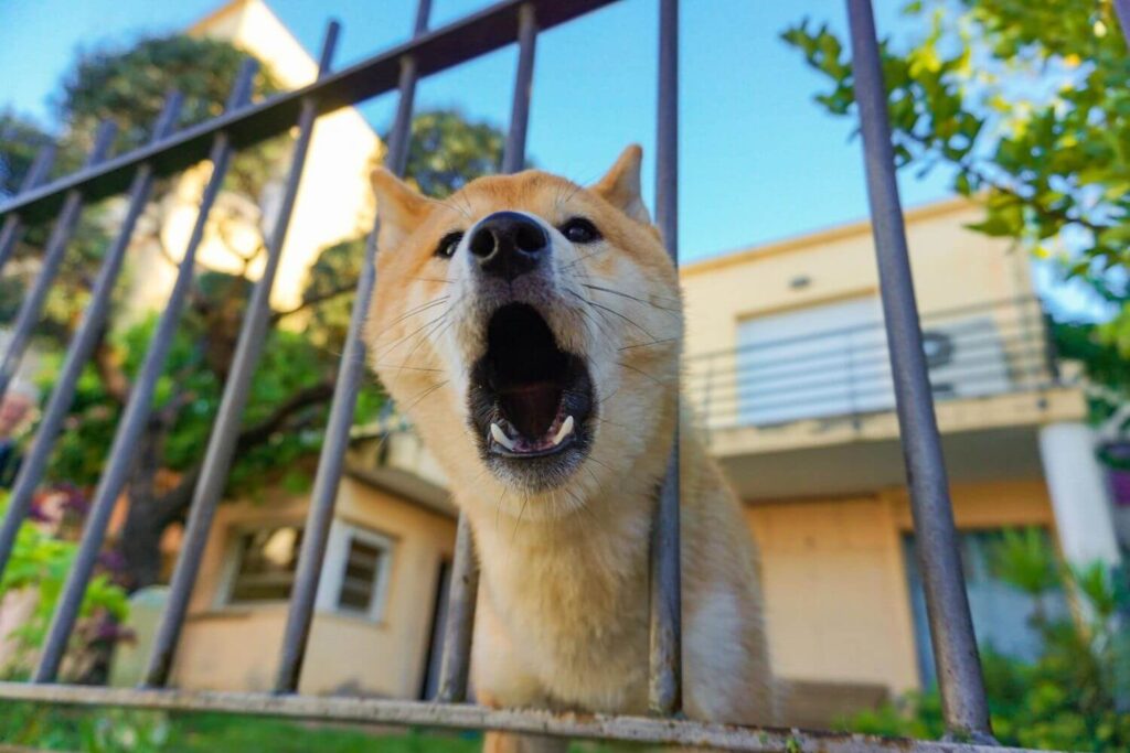 Shiba Inu Dog Fear Home Alone