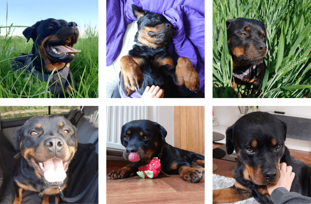 Ara Rottweiler