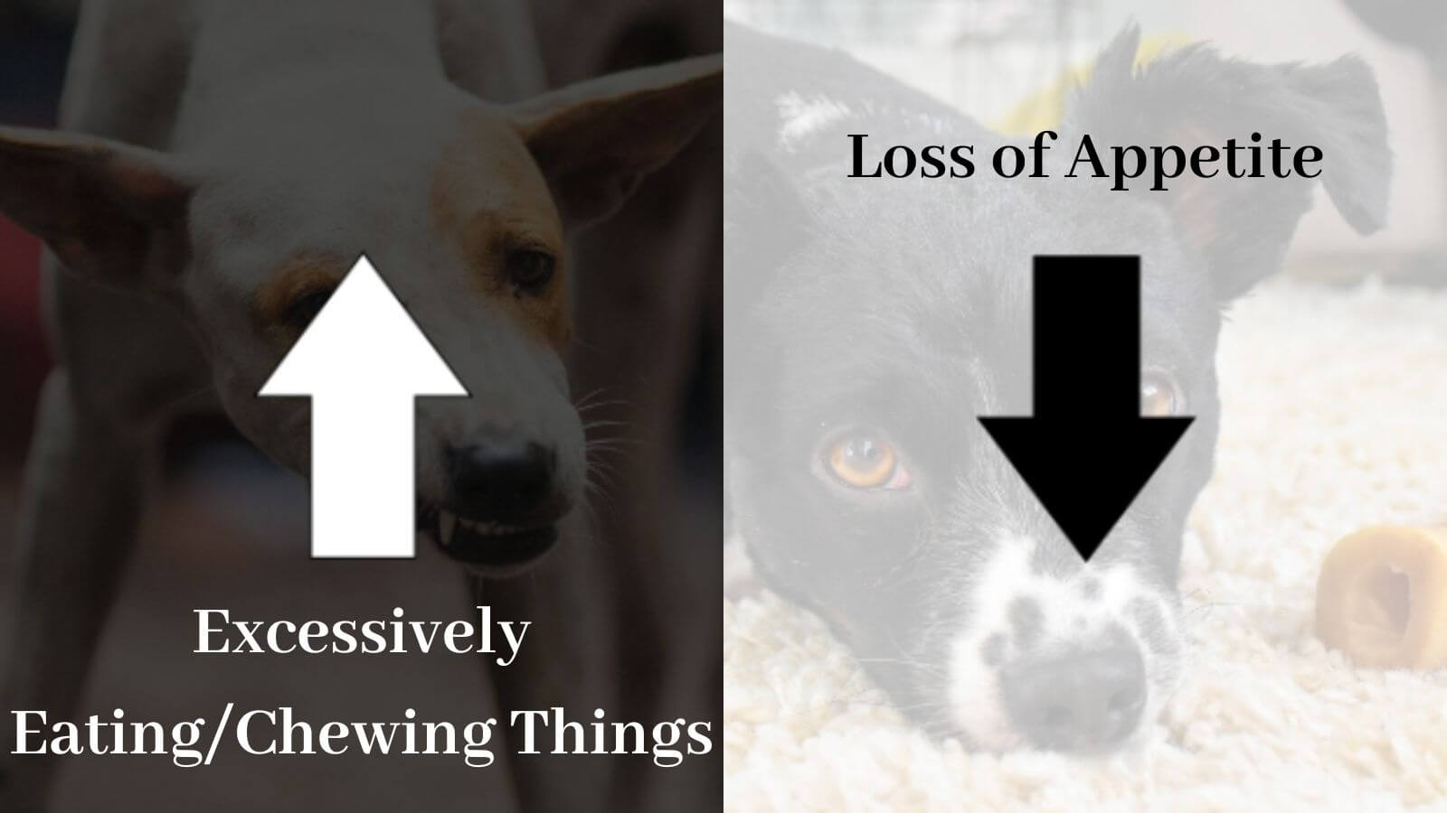 Dog Separation Anxiety Symptoms Appetite